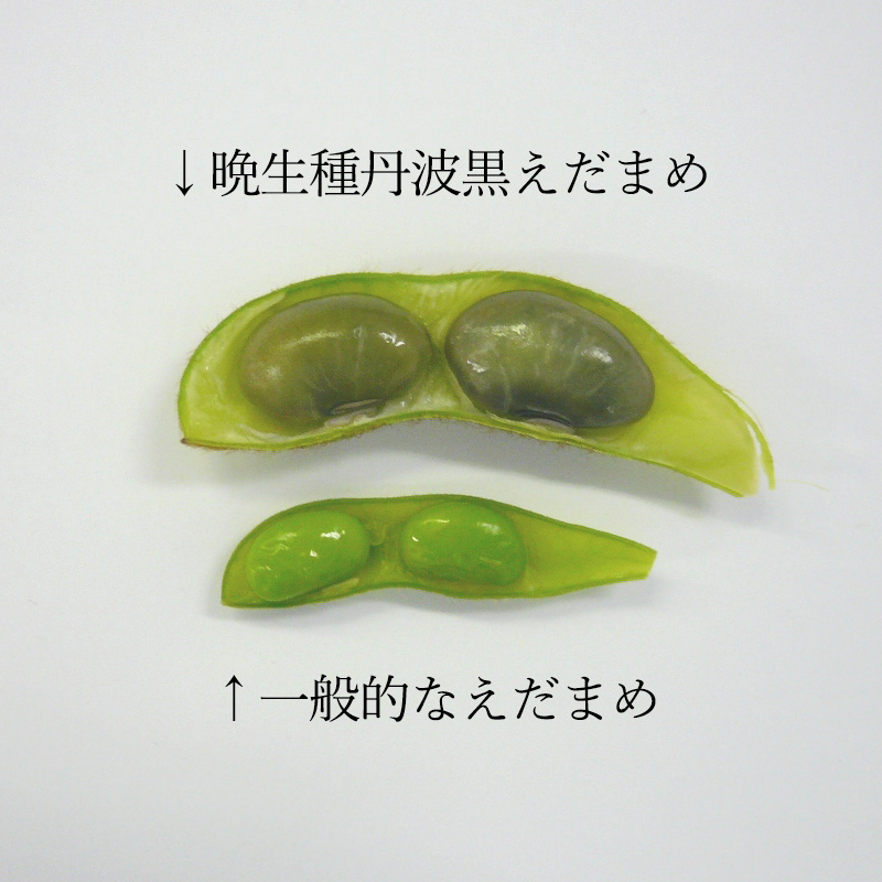 黒えだまめと一般的な枝豆の大きさ比較