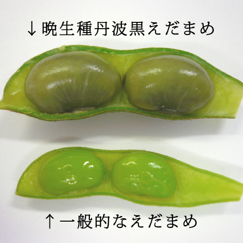 黒えだまめと一般的な枝豆の大きさ比較