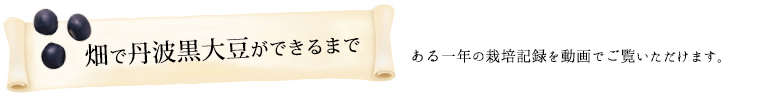 畑で丹波黒大豆ができるまで。ある一年の栽培記録を動画でご覧いただけます。